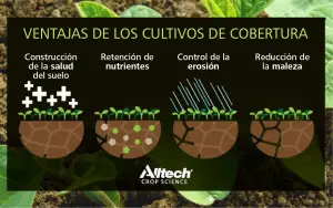 Cobertura permanente del suelo