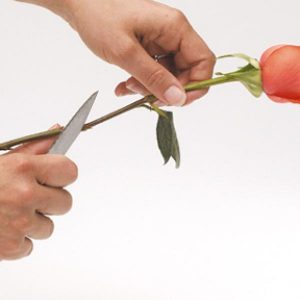 Cómo almacenar flores cortadas