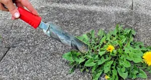 Cómo combatir las malas hierbas: ¡mira los consejos!