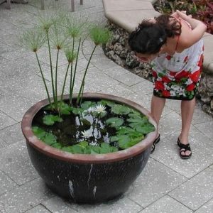 Cómo crear un jardín de agua en un contenedor