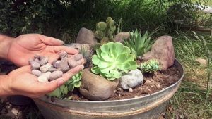Cómo crear un mini jardín suculento