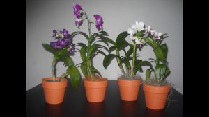 Cómo cuidar de las orquídeas