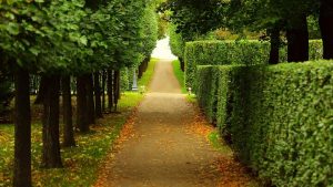 Cómo cuidar un seto de jardín
