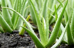 Cómo cultivar Aloe vera