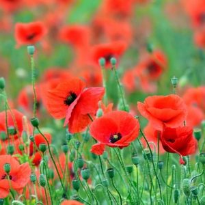 Cómo cultivar amapolas