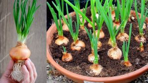 Como cultivar cebola