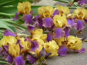 Cómo cultivar el iris barbudo