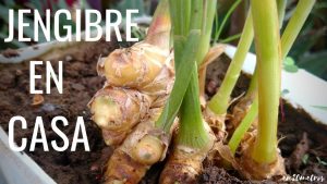 Cómo cultivar el jengibre y cómo usarlo