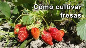 Cómo cultivar fresas