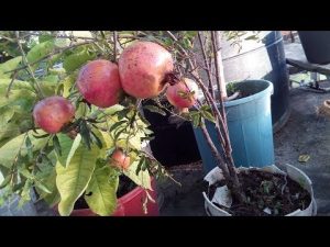 Cómo cultivar granadas en macetas