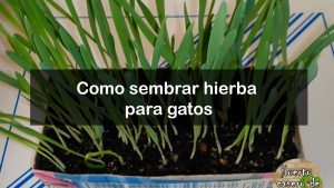 Cómo cultivar hierba de gato