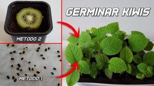 Cómo cultivar kiwis a partir de una semilla