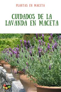 Cómo cultivar la lavanda