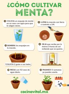 Cómo cultivar la menta