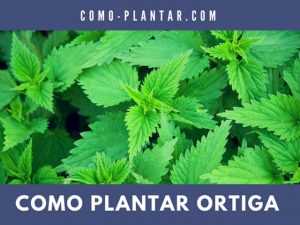 Cómo cultivar la ortiga