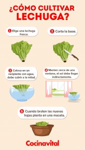 Cómo cultivar lechuga (todo el año)