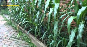 Cómo cultivar maíz en espacios pequeños