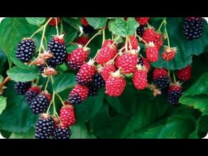 Cómo cultivar moras y frambuesas