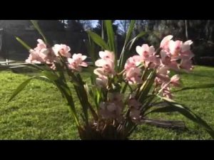 Cómo cultivar orquídeas con éxito