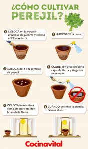Cómo cultivar perejil en macetas