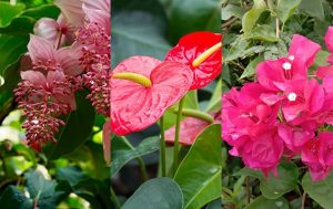 Cómo cultivar plantas y flores tropicales en su jardín