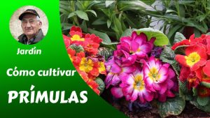 Cómo cultivar prímulas