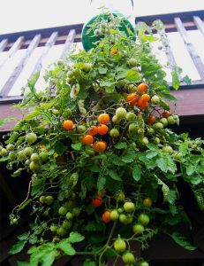 Como cultivar tomates não plantados