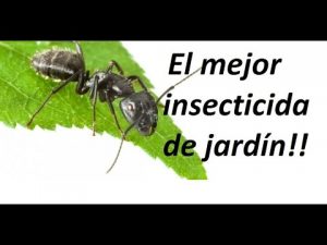 Cómo deshacerse de los insectos en un jardín
