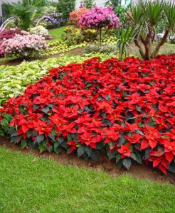 Cómo elegir las plantas para su jardín