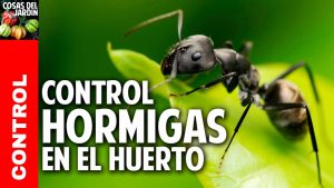 Cómo eliminar las hormigas del jardín y del huerto