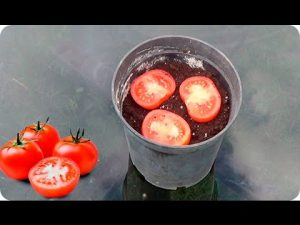 Cómo hacer brotar un tomate