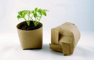 Cómo hacer semilleros biodegradables con papel