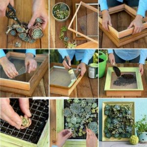 Cómo hacer un "cuadro verde" con plantas suculentas