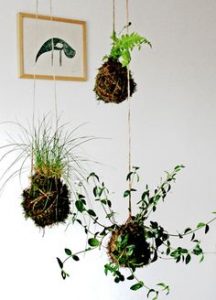 Cómo hacer un Kokedama: ¡plantas colgantes sin maceta!