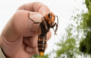 ¿Cómo luchar contra el Avispón Asiático?