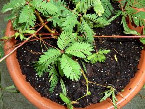 Cómo (no) sacar una planta en unos pocos movimientos