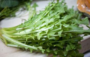 Cómo plantar achicoria y almeirão