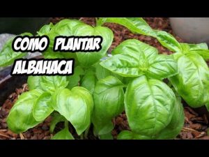 Cómo plantar albahaca