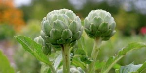 Como plantar alcachofras
