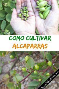 Como plantar alcaparras
