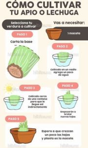 Cómo plantar apio en el jardín