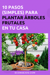 Cómo plantar árboles frutales en tu jardín
