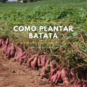 Cómo plantar batatas