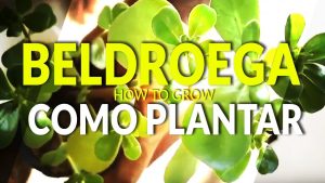 Cómo plantar beldroega