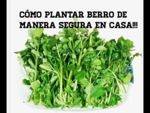 Cómo plantar berros