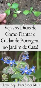 Como plantar borragem