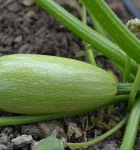 Cómo plantar calabacines en el jardín