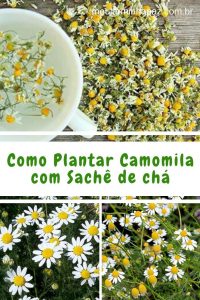 Como plantar camomila