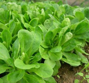 Cómo plantar canónigos