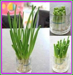 Cómo plantar cebolla verde